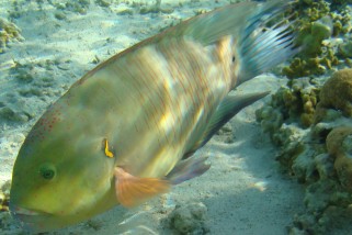 Cheilinus lunulatus - Besenschwanz-Prachtlippfisch (Besenschwanz)